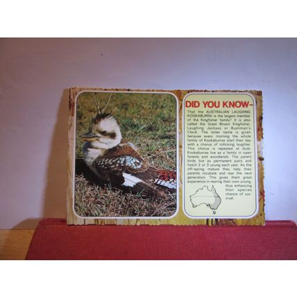 AUSTRALIAN LAUGHING KOOKABURRA birds, AUSTRALIA used postcard 1982 pm =