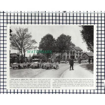 (7849) Ashford Kent Cattle Market - 1980s Cutting