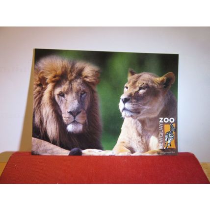 AFRICAN LIONS, NEWQUAY ZOO, CORNWALL. unused postcard =