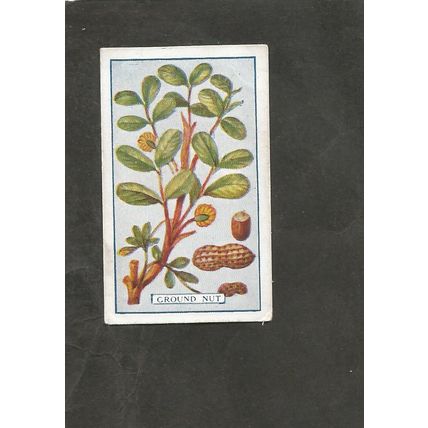 Cigarette Card Gallaher Plants of Commercial Value 1917 #86 Groundnut