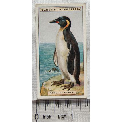 1924 Ogden's Foreign Birds No. 33 King Penguin