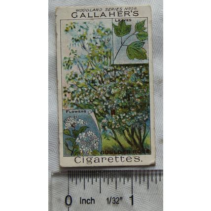 1912 Gallaher's Woodland Trees No. 58 The Guelder Rose