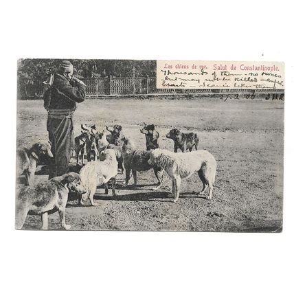 Postcard Turkey Salut de Constantinople stray dogs 1906 French Levant stamp