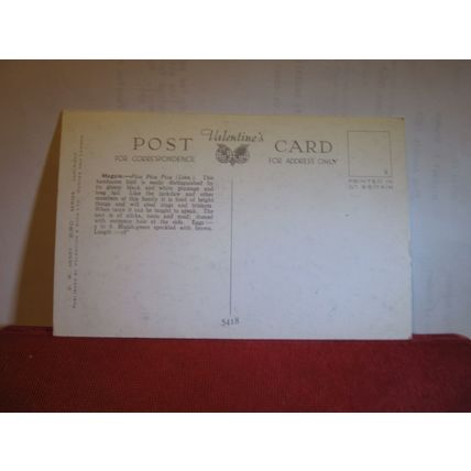 MAGPIE by D. M. Henry unused vintage postcard bird series #