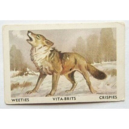 Australian Vitabrits Weeties Animals of World 42 Wolf