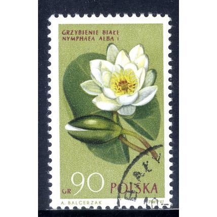 POLAND 1962, Protected Flowers - White Waterlily (Nymphaea alba), 90 G, CTO