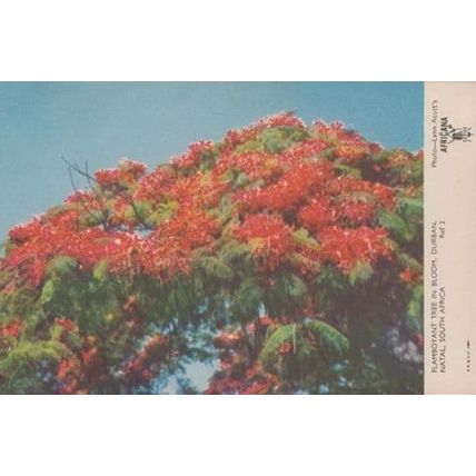 Flamboyant Tree In Bloom Natal Durban South Africa Vintage Postcard