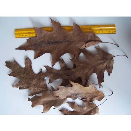 Giant Oak & Maple Tree Dried Leaves 8 Piece Lot