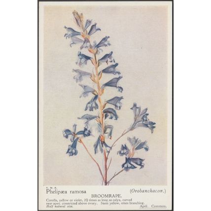 Broomrape - Phelpæa Ramosa - Orobanchaceæ, c.1940s - Postcard