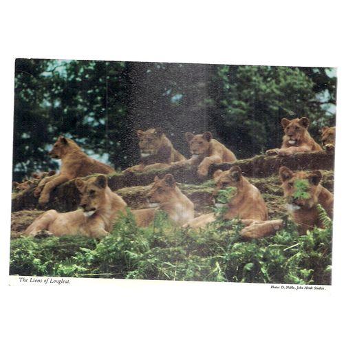 THE LIONS OF LONGLEAT, Warminster, WILTSHIRE.vintage .unused postcard J. Hinde =