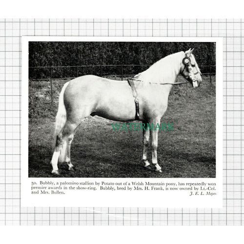 C5451) Bubbly Horse Mrs H Frank Lt Col & Mrs Bullen - 1959 Cutting