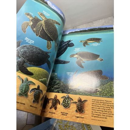 National Geographic Magazine February 1994 Sea Turtles - Vintage Collectable