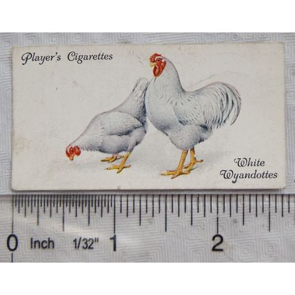 1931 John Player & Sons Poultry No. 49 White Wyandottes