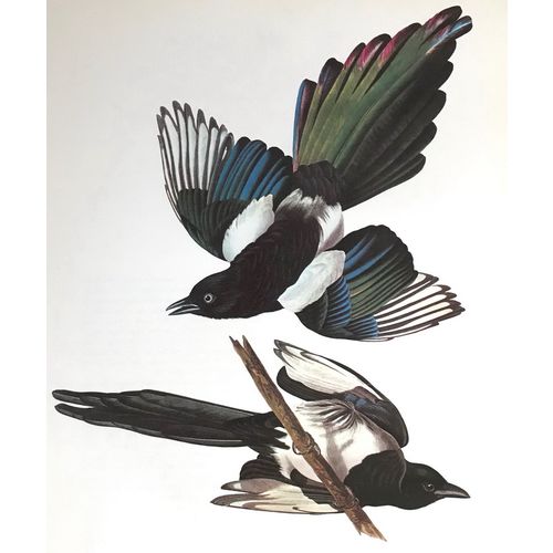 Audubon Black Billed Magpie Litho Bird Print Poster Natural History wall art