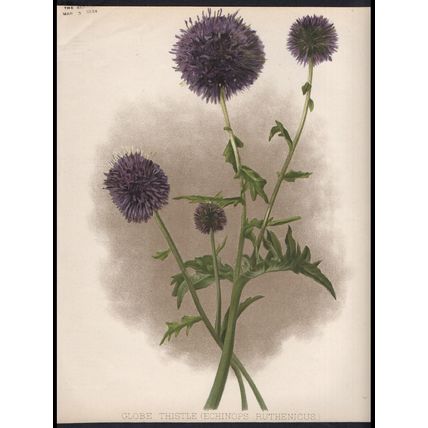 GLOBE THISTLES 1894 A.F. Hayward - Guillaume Severeyns CHROMOLITHOGRAPH