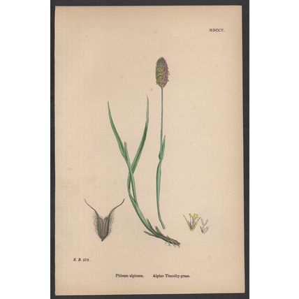 ALPINE TIMOTHY-GRASS 1872 John Edward Sowerby PLANT PRINT