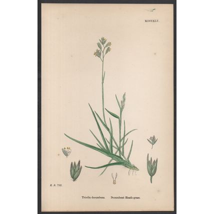DECUMBENT HEATH-GRASS 1872 John Edward Sowerby PLANT PRINT