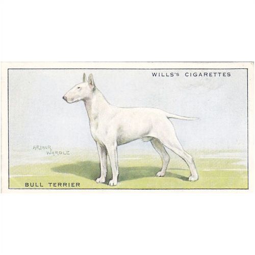 Wills Dogs Card No. 39 Bull Terrier