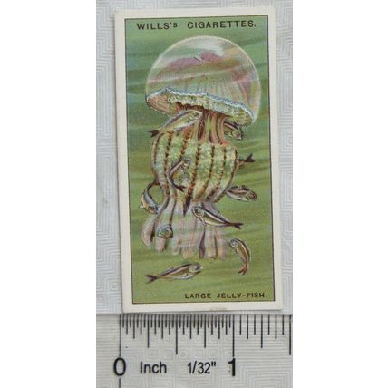 1928 Wills Wonders of the Sea No. 24 A large Jelly Fish
