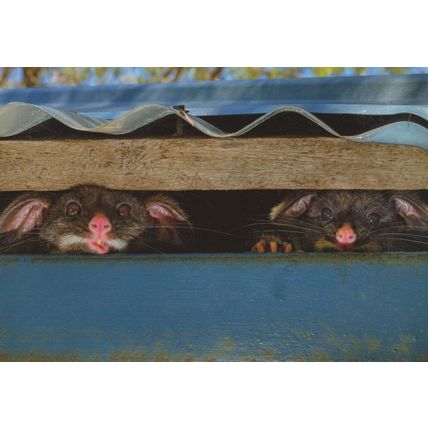 Peeking Possums Australian Wildlife Award Photo Postcard