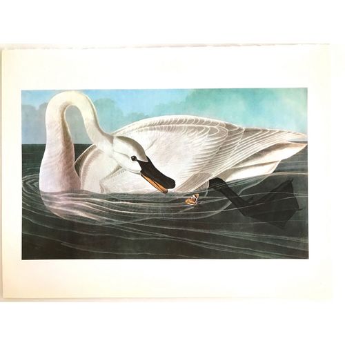 Vintage Audubon SWAN Bird Print Poster Natural History wall art room decor