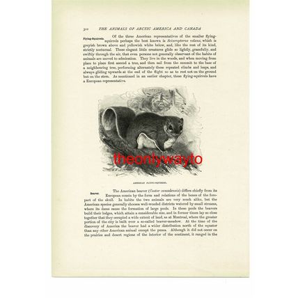 American Flying Squirrel, Animal Book Illustration (Print), c1916