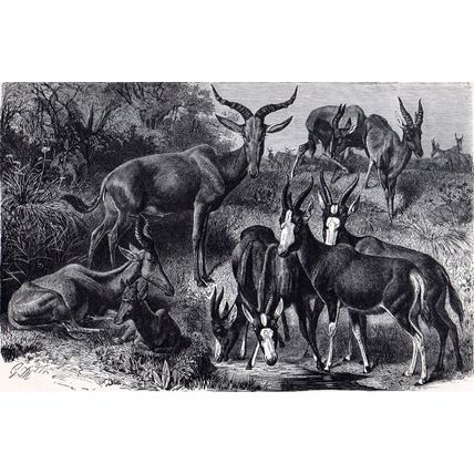 GROUP OF AFRICAN ANTELOPES 1894 Gustav Heinrich Mützel VICTORIAN ENGRAVING