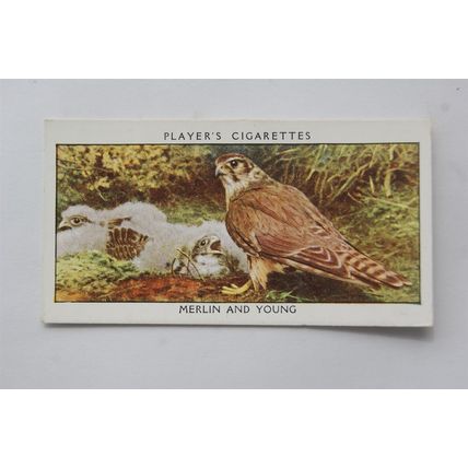 1932 John Player & Sons Wild Birds No. 23 Merlin & Young