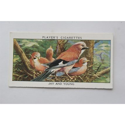 1932 John Player & Sons Wild Birds No. 16 Jay & Young