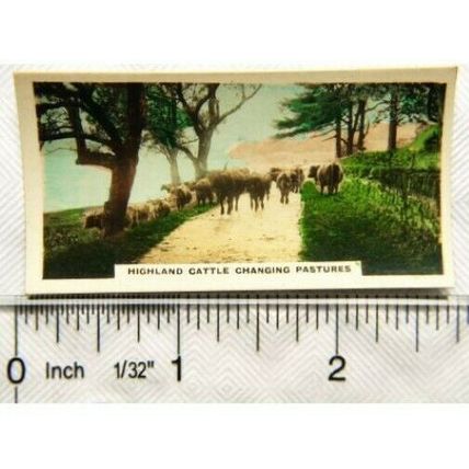 1924 Cavanders Homeland Series No. 33 Highland Cattle