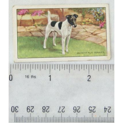 1936 Gallaher Dogs 1st Series No. 47 The Smooth Fox Terrier
