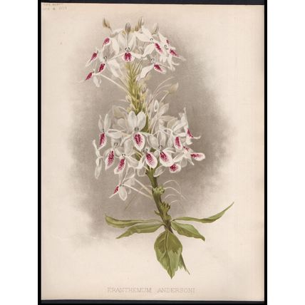 ERANTHEMUMS 1894 C. Jones - Guillaume Severeyns CHROMOLITHOGRAPH