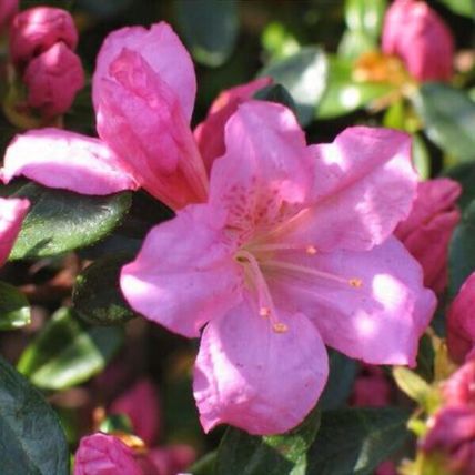 Azalea Plant japonica 'Agadir' Rhododendron Evergreen Garden Ready Shrub in Pot