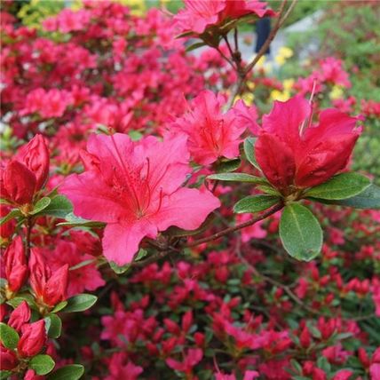 Azalea Plant japonica 'Agadir' Rhododendron Evergreen Garden Ready Shrub in Pot