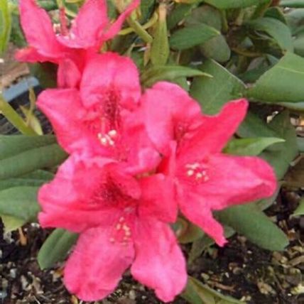 Azalea Plant japonica 'Agadir' Rhododendron Evergreen Garden Ready Shrub in Pot