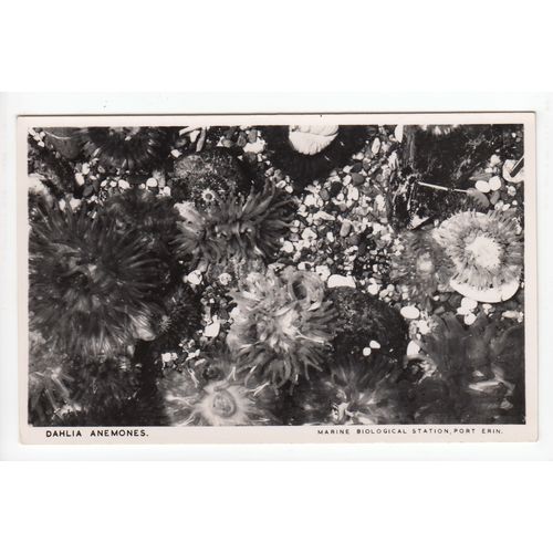 Dahlia Anemones Marine Biological Station Port Erin Isle of Man RP Postcard