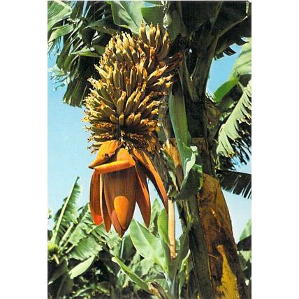 Platanera Gran Canaria Spain Postcard used VGC