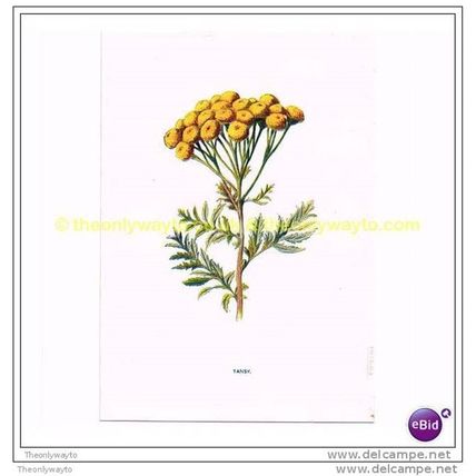 TANSY, Book Illustration, c1902