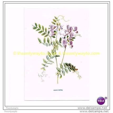 WOOD-VETCH, Book Illustration, c1902