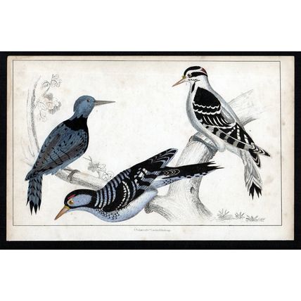 BLACK-BREASTED, HAIRY AND RED-COCKADED WOODPECKERS 1850 ENGRAVING