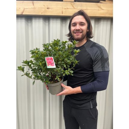 Azalea Plant japonica 'Agadir' Rhododendron Evergreen Garden Ready Shrub in Pot