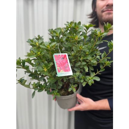 Azalea Plant japonica 'Agadir' Rhododendron Evergreen Garden Ready Shrub in Pot