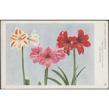 Hippeastrum Herb, c.1940s - Royal Botanic Gardens Postcard