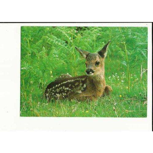 Animals YOUNG ROE DEER Postcard by Judges (C9006)