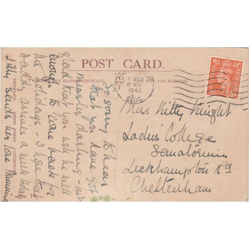 Artist Drawn Dog Doing The Washing Postcard (AN82)