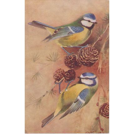 Artist Drawn Two Blue Tits Bird Postcard (QAN0062)