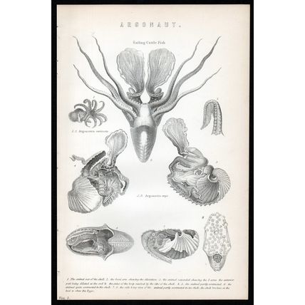 ARGONAUT 1883 Sailing Cuttle Fish Pelagic Octopuses ANTIQUE LITHOGRAPH
