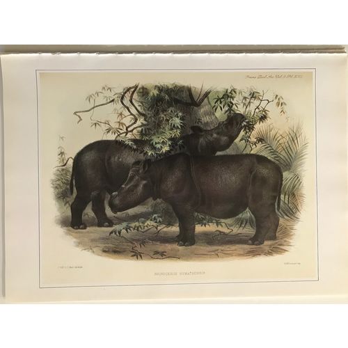 Sumatran Rhinoceros antique Print Lithograph Animal Art Decor Orig to frame