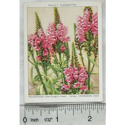 1939 Wills Garden Flowers New Varieties 2nd No. 29 Physostecia