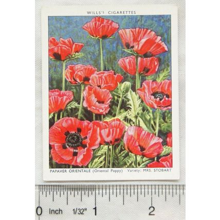 1939 Wills Garden Flowers New Varieties 2nd No. 26 Papaver Orientale